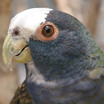 White-crowned Parrot